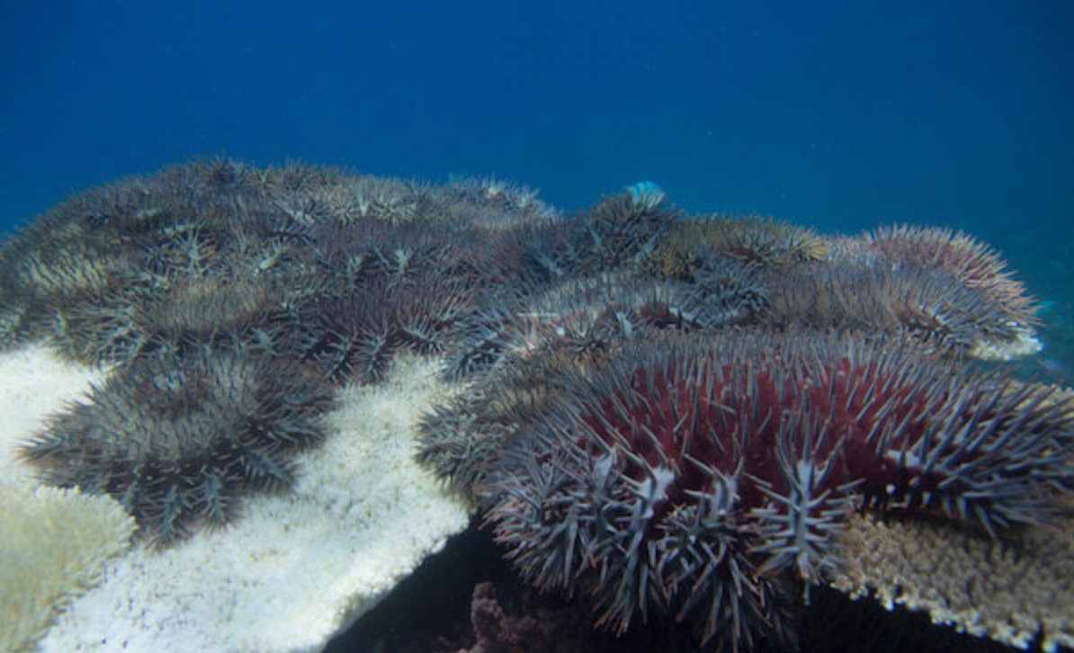 crown of thorns starfish on hard coral