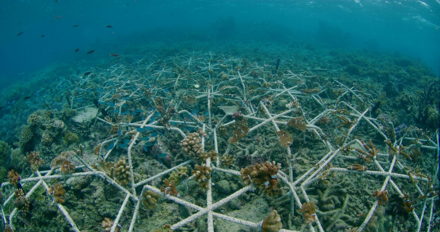 Mars: Restoring coral reefs to boost biodiversity