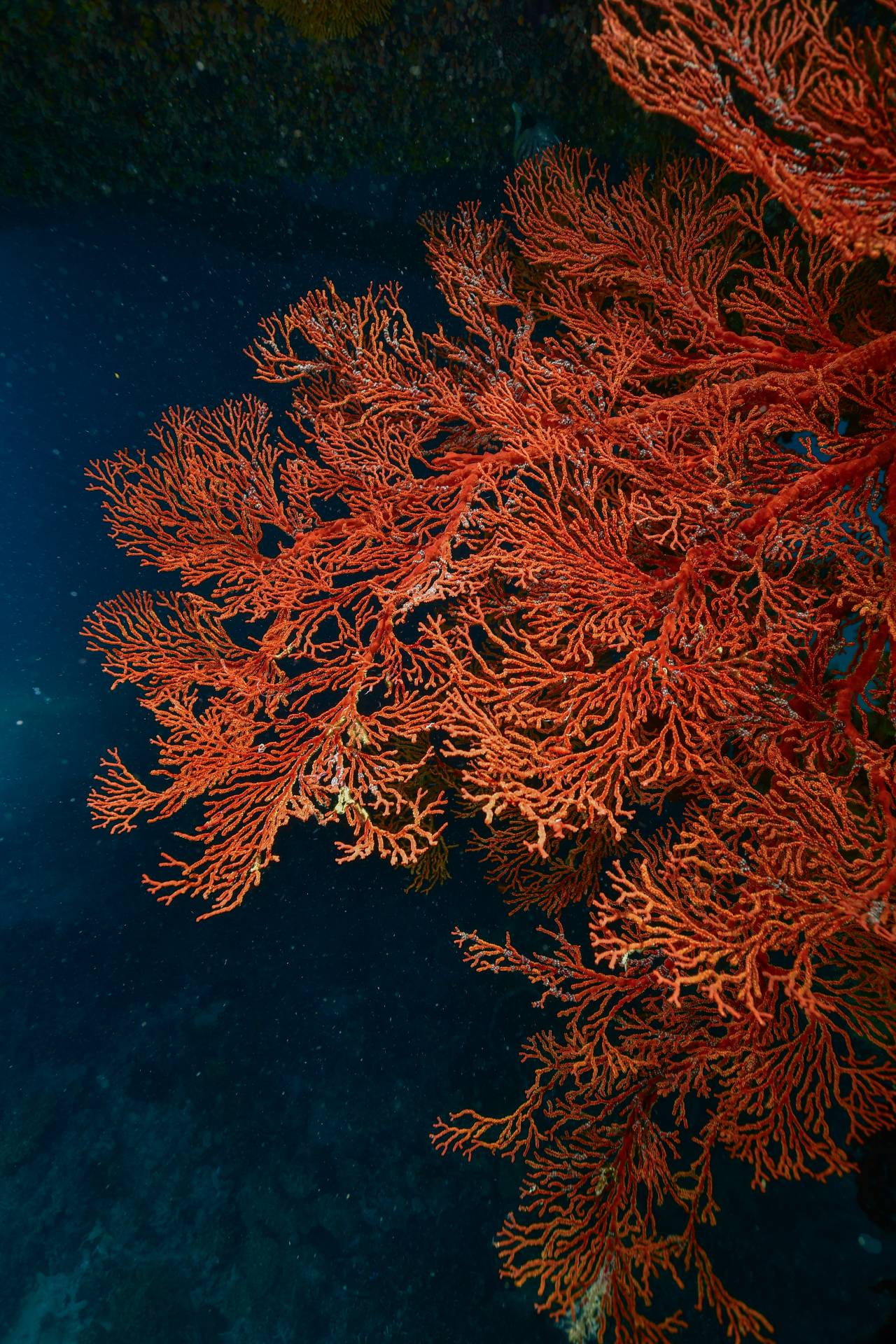 red-coral-reef