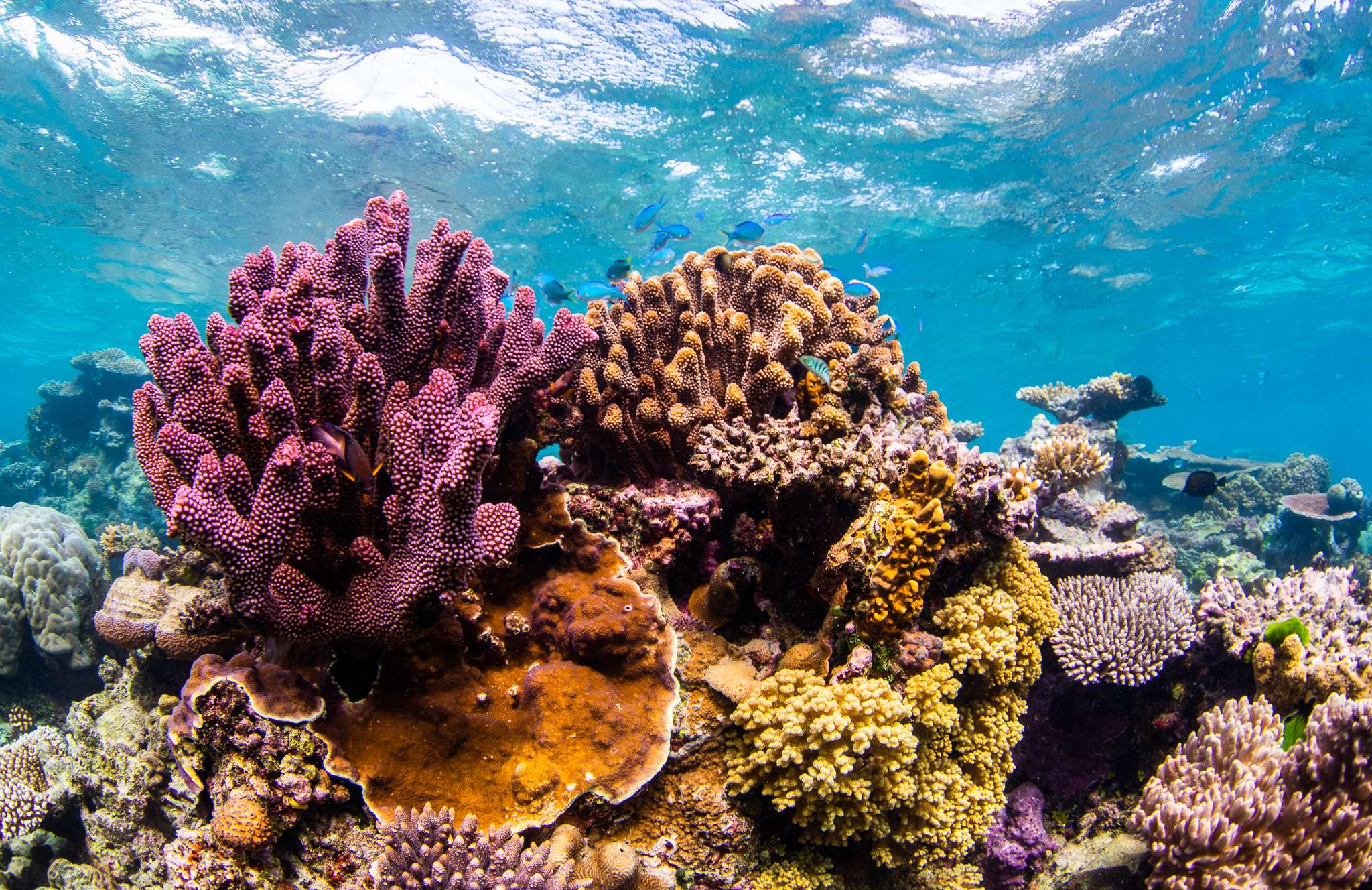 Guardian of the Reef