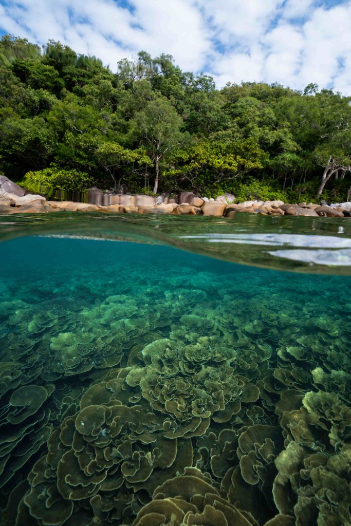 Snorkel Tours - GBR Biology