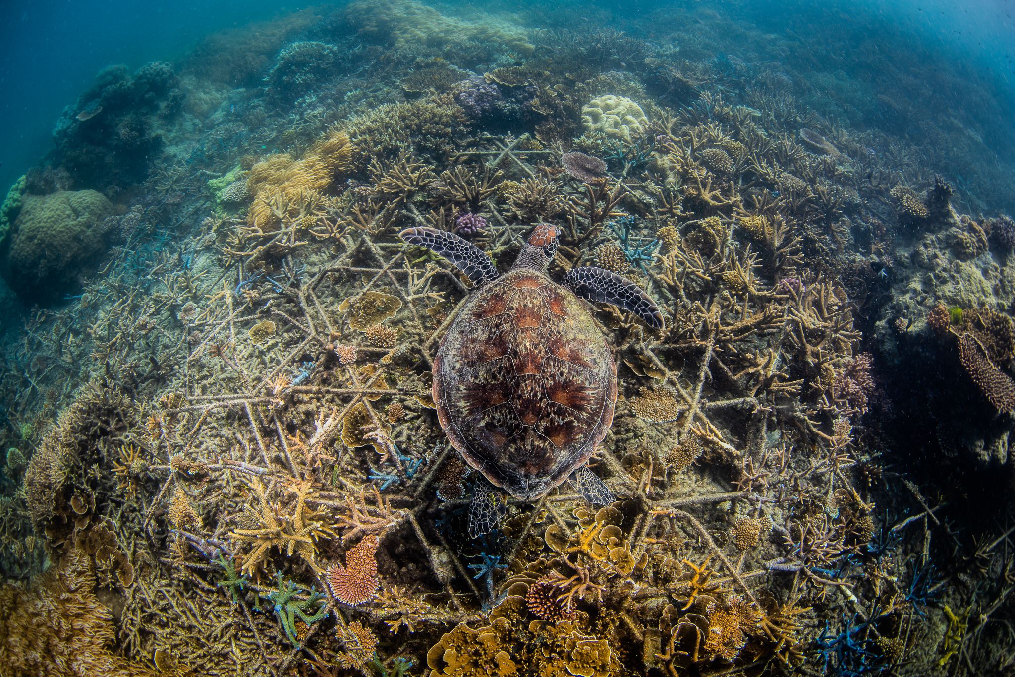 Rebirth of the Great Barrier Reef (Acropora) - Living Oceans  FoundationLiving Oceans Foundation