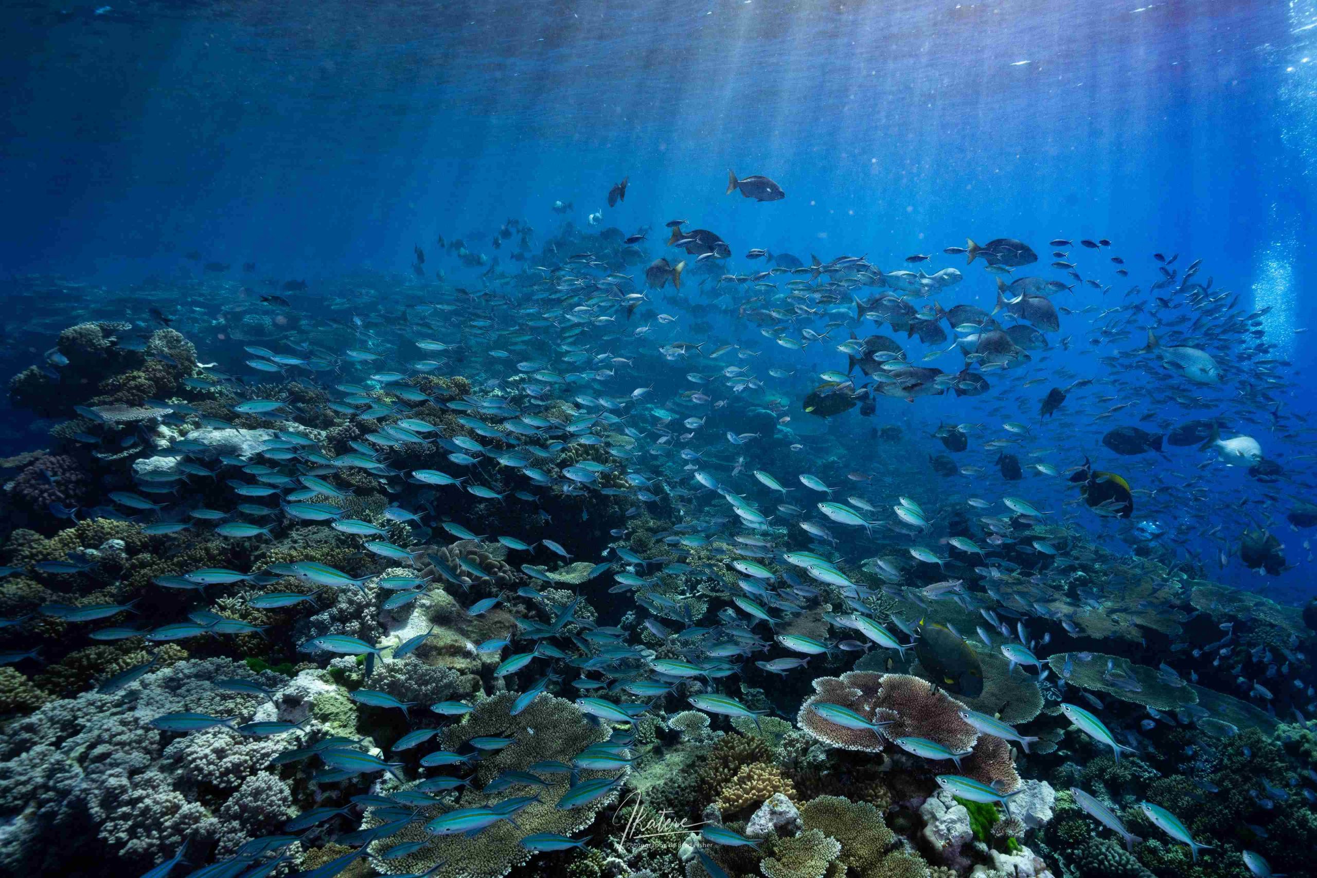 Snorkel Tours - GBR Biology