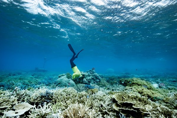 GBR Marine Biology Manager Eric Fisher inspects a restoration site at Moore Reef on the Great Barrier Reef. Image Luke Marsden